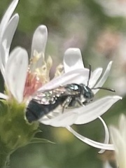 Ceratina calcarata
