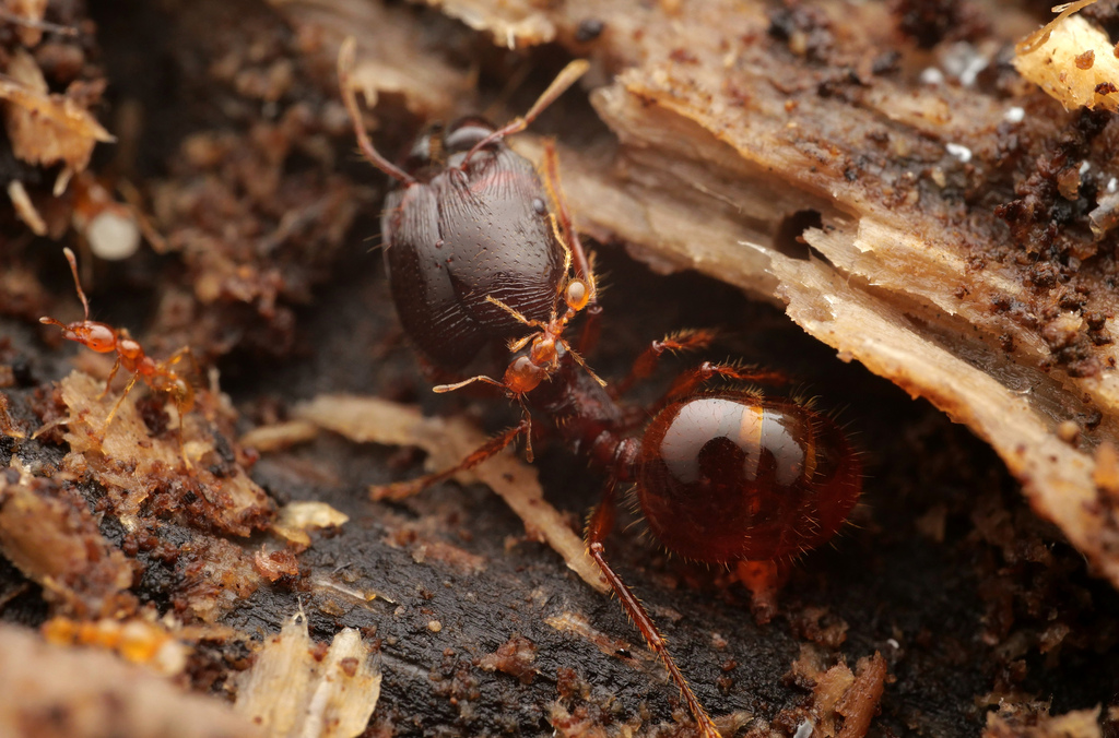 Carebara affinis