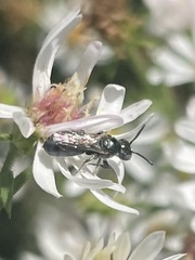 Ceratina calcarata
