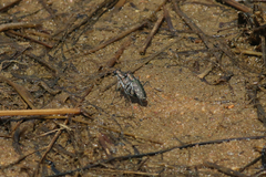 Cicindelina