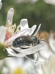 Ceratina calcarata
