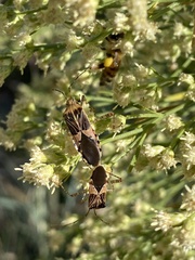 Hypselonotus punctiventris