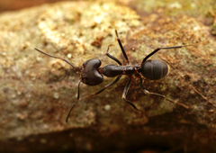 Anonychomyrma