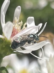 Ceratina calcarata