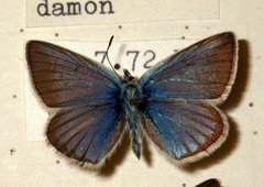 Polyommatus damon