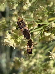 Hypselonotus punctiventris