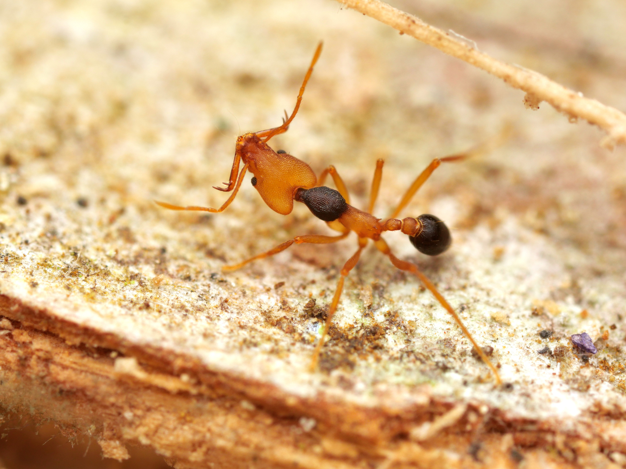 Strumigenys hemichlaena