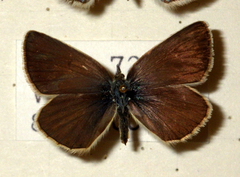 Polyommatus damon