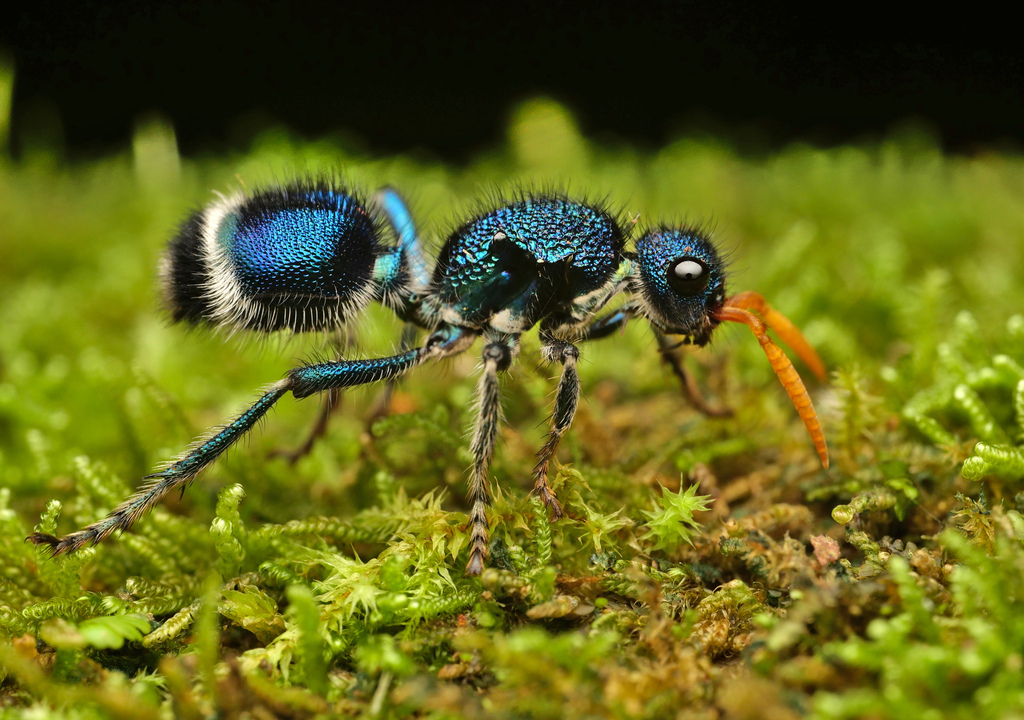 Ephutomorpha paradisiaca
