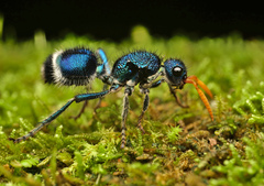 Ephutomorpha paradisiaca