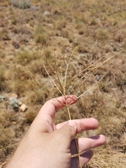 Digitaria velutina