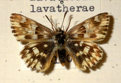 Muschampia lavatherae