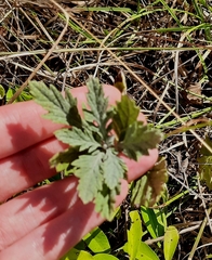 Jacobaea grandidentata