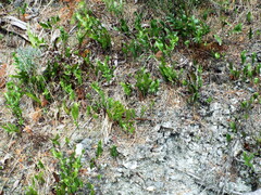 Microsorum pustulatum pustulatum