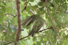 Phylloscopus sibilatrix