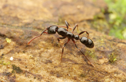 Myopias latinodaMyopias latinoda