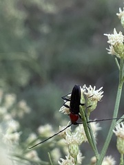 Stenosphenus dolosus