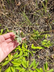 Jacobaea grandidentata