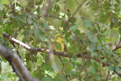 Zosterops senegalensis