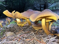 Cortinarius semisanguineus