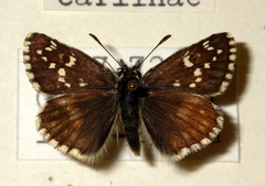 Pyrgus serratulae