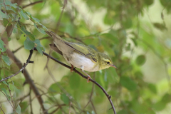 Phylloscopus sibilatrix