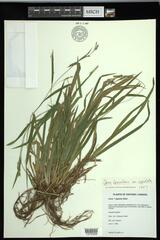 Carex laxiculmis copulata