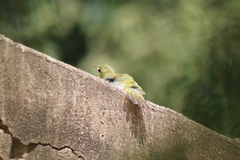 Phylloscopus sibilatrix