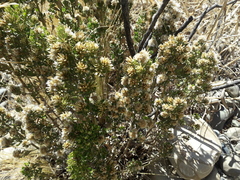 Baccharis tola