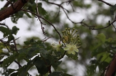 Caryocar brasiliense