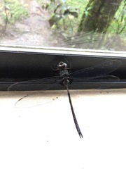 Gynacantha membranalis