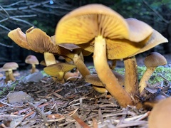 Cortinarius semisanguineus