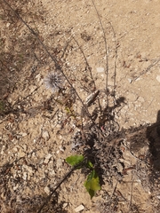 Echinops sphaerocephalus