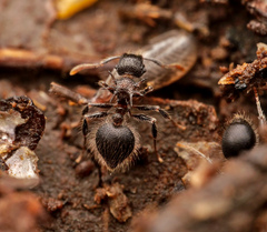 Meranoplus