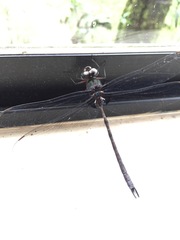 Gynacantha membranalis