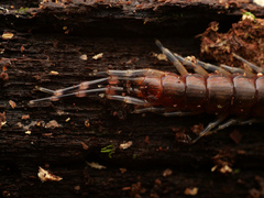 Scolopendrinae