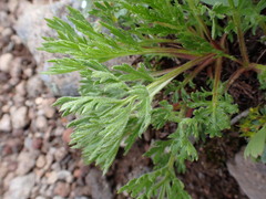 Artemisia norvegica