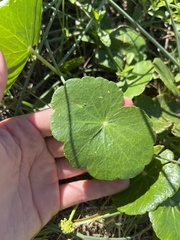 Hydrocotyle bonariensis