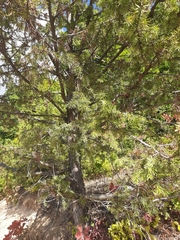 Juniperus deltoides