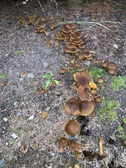 Cortinarius semisanguineus