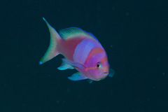 Pseudanthias pleurotaenia