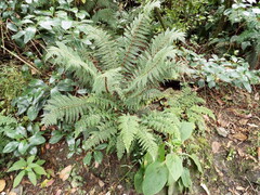Polystichum vestitum