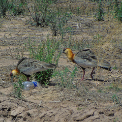 Theristicus caudatus