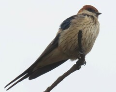 Cecropis cucullata
