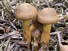 Cortinarius semisanguineus