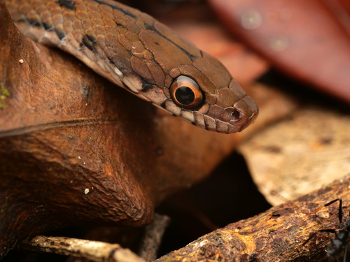 PNG montane keelback, Tropidonophis statisticus
