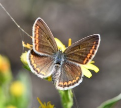 Aricia agestis