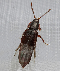 Acidota crenata
