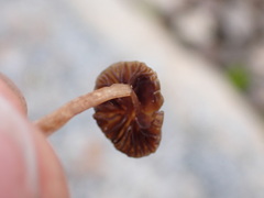 Deconica