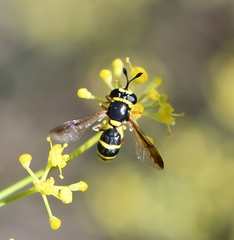 Ceriana vespiformis